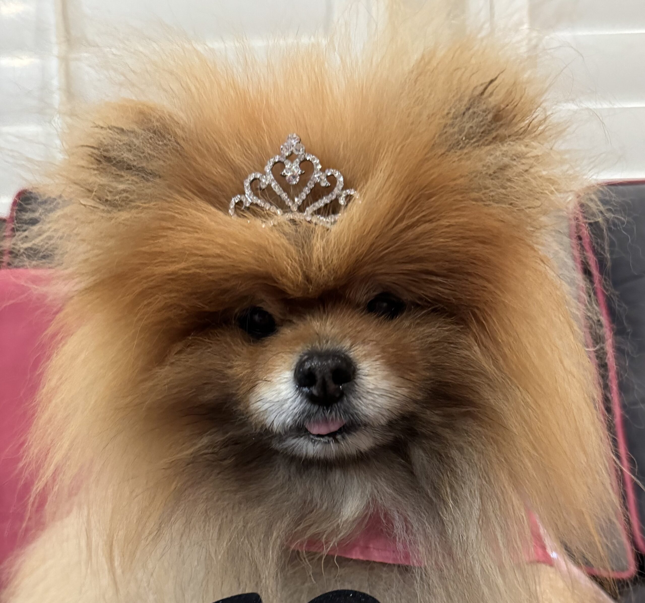 A Pomeranian wearing a tiara