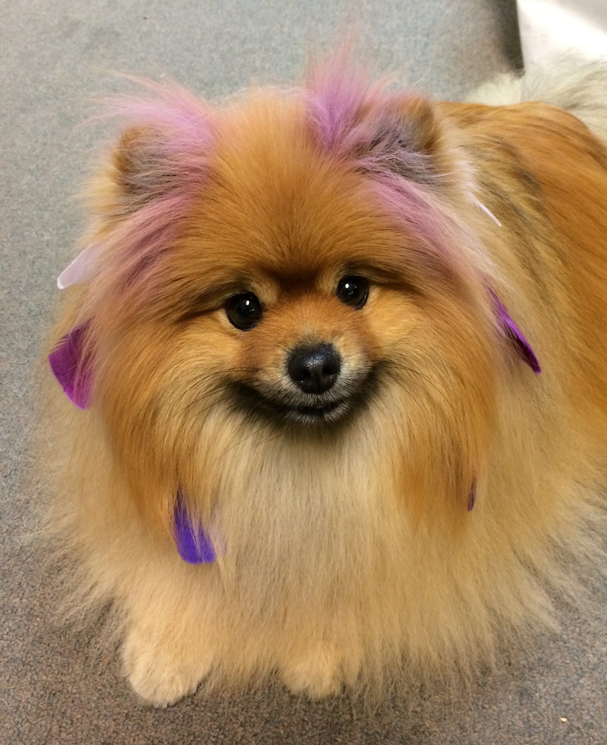 A Pomeranian with pink dyed ears